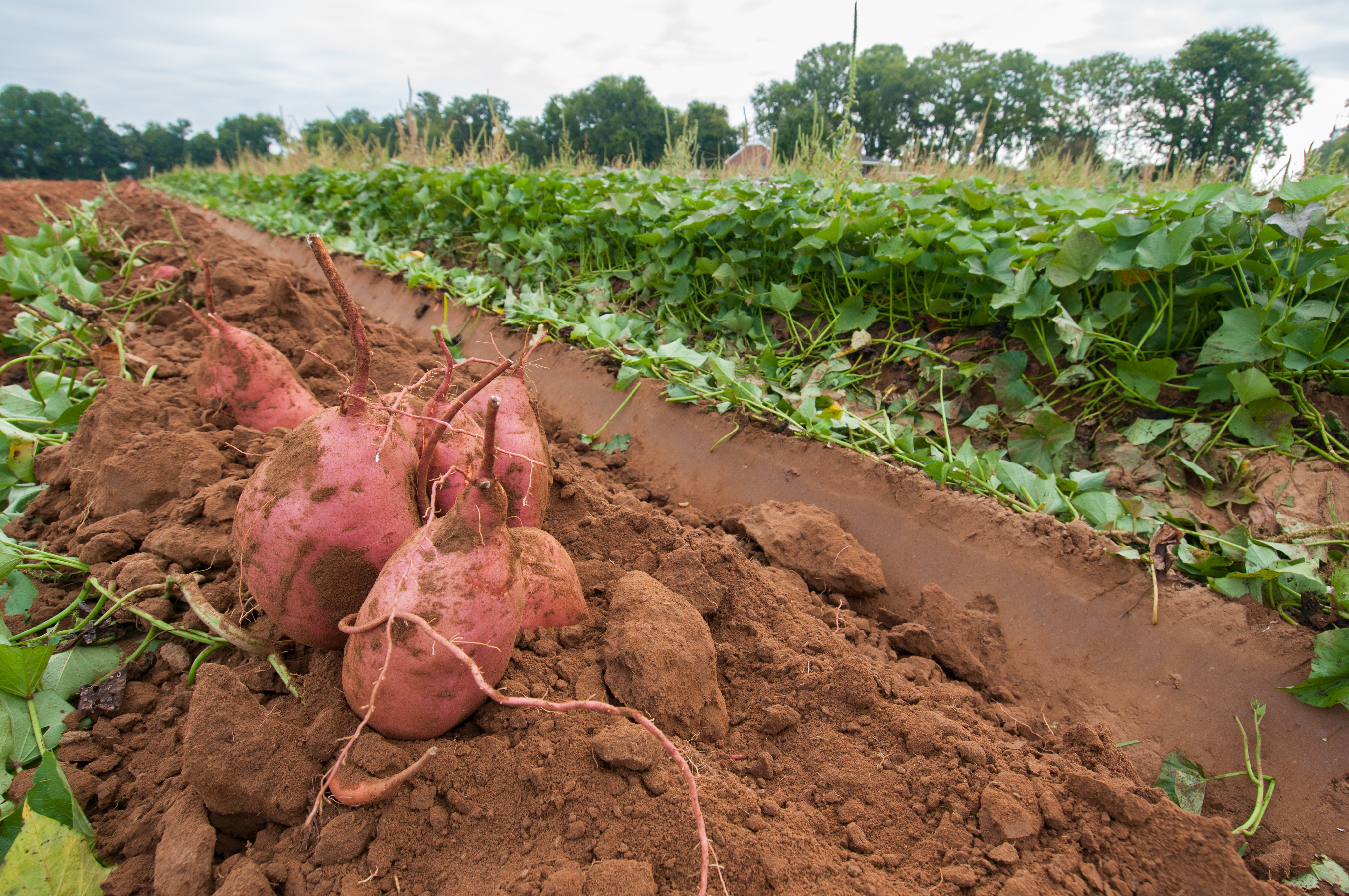 Sweet Potato Farm Growing Sweet Potatoes Farmer s Weekly
